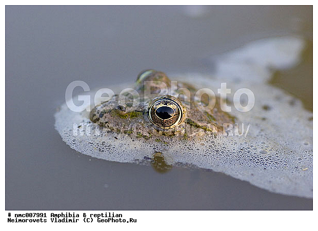 Amphibia, Rana ridibunda, �������, ����, ��������, �������, ������� �������, �������, ������������� ����, ������, ��������, ��������, �����������, �����������, �������, �������, �������, �������, XYZ, ��������� �������, Ranidae, ������ �������, ������� �������, Pelophylax ridibundus