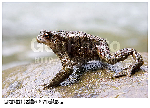 Amphibia, Bufo verrucosissimus verrucosissimus, �������, �������, ����, ���� ����������, ��������, �������, ��������, ��������, �����������, �����������, �������, �������, �������, �������, XYZ, ����, ��������� ����, Bufonidae, ���������� ����, Bufo verrucosissimus verrucosissimus