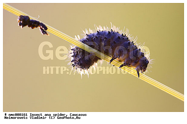 Chrysomelidae, Coleoptera, Insecta, animal, beetle, ������������� ����, ���-�������, �������, ������� ���� ��������