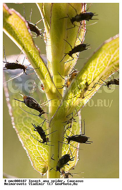 Aphids, Chaitophorus, Homoptera, Insecta, ������������� ����, ������������� ���, ��������, ��������� ���������, ������, ���
