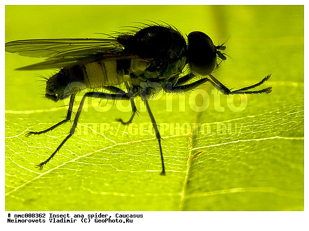 Diptera, Insecta, Thricops semicinereus, �������, ��������, ��������� ���������, ����, �����