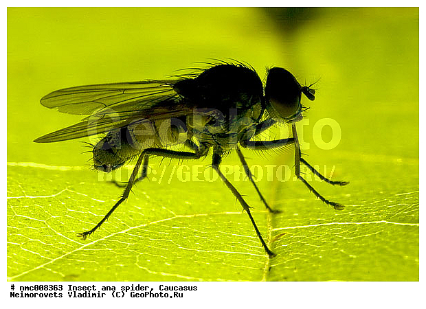 Diptera, Insecta, Thricops semicinereus, �������, ��������, ��������� ���������, ����, �����