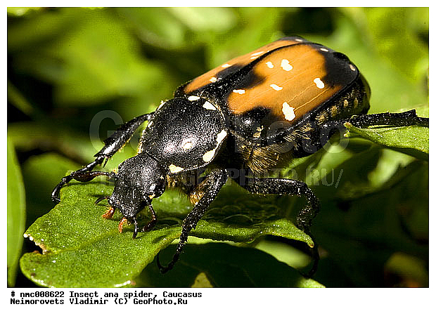 �������, ������� ��������� Aleurostictus bartelsii, ��������������, ��������, ���, ���������, ��������������, �������������, ��������������