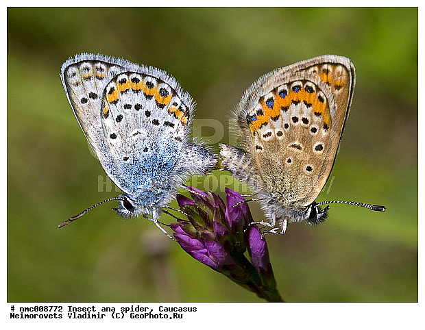 �������, �������, ��������������, ��������, ���������, ��������������, �������������, ������, ��������, ��������, ��������������, �������������, ���������, ���������, �������, �������, XYZ, ���������, Lycaenidae, ��������� ������������. Plebejus argyrognomon, ��������������