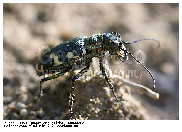 Cicindela hybrida, Coleoptera, Insecta, �������, ������-������, ��������, ���, ���������, ������, ��������������, �������������, ��������������