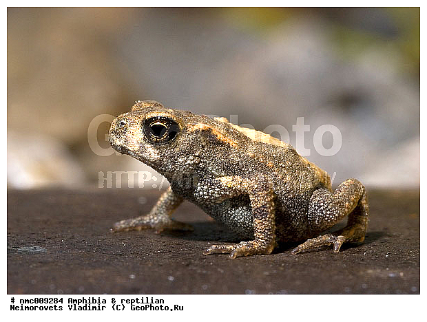 Amphibia, Bufo verrucosissimus circassicus, �������, ����, ���� ����������, ��������, ������������� ����, ������, ��������, ��������, �����������, �����������, �������, �������, �������, �������, XYZ, ����, ��������� ����, Bufonidae, ���������� ����, ���������� ����, Bufo verrucosissimus verrucosissimus, ���������� ����