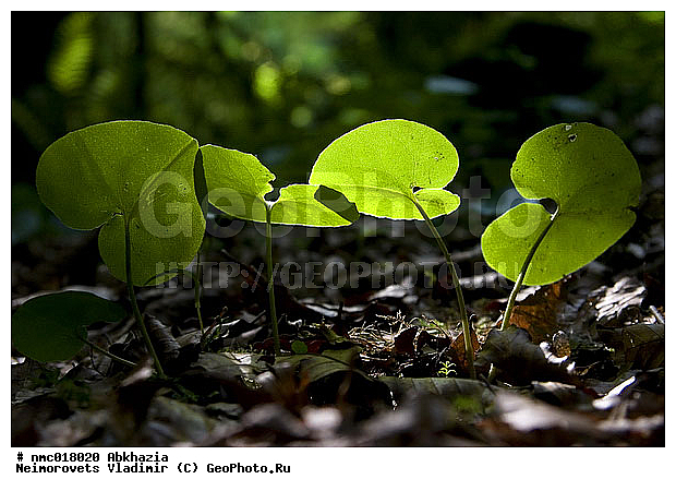 Asarum europeum, �������, �������� �����������, ������, ��������, ������ ��������, �����, ���������� ��������, ������������ ��������, ������������ ��������, ������, �����, XYZ, ������������, Aristolochiaceae