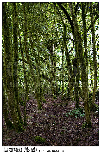 Buxus colchica, �������, �������, ���������, ���, ������ ����������