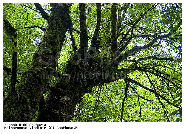 Acer campestre, �������, ���� �������, ����, ������, ��������, �����, ������ ��������, �����, ���������� ��������, ������������ ��������, ������������ ��������, ������, �����, XYZ, ��������, ����������, Aceraceae, Sapindaceae, ��� �������, ��� ���������, ����� �������, �����, ���� �������, ���� ���������, ������ �������, ������, Acer campestre