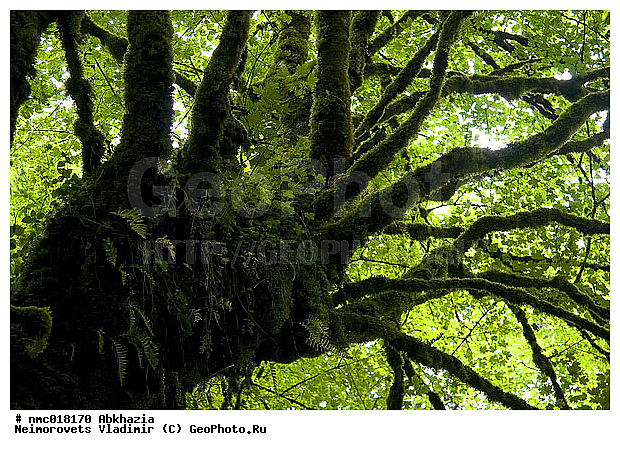 Acer campestre, �������, ���� �������, ����, ������, ��������, �����, ������ ��������, �����, ���������� ��������, ������������ ��������, ������������ ��������, ������, �����, XYZ, ��������, ����������, Aceraceae, Sapindaceae, ��� �������, ��� ���������, ����� �������, �����, ���� �������, ���� ���������, ������ �������, ������, Acer campestre