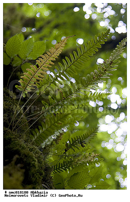 Polypodium vulgare, �������, ���������� ������������, ����������, ������, ��������, ������ ��������, �����, ���������� ��������, ������������ ��������, ������������ ��������, XYZ, �������������, ������������, Polypodiaceae, Polypodium nipponicum, Polypodium someyae