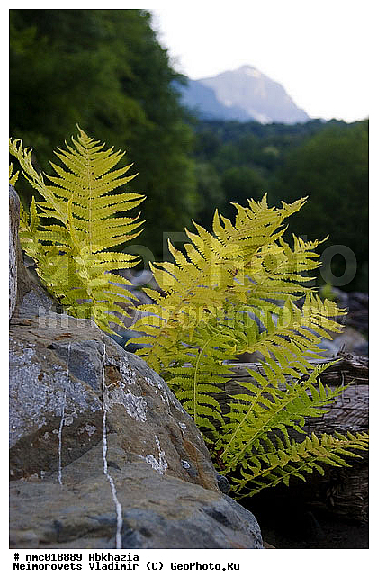 Matteuccia struthiopteris, �������, ����������, ����, ������, ��������, ��������� ������������, ��������, �����, ���������� ��������, ������������ ��������, ������������ ��������, XYZ, ���������, Woodsiaceae, ��������� ������������, ��������� ����������, ׸���� ������, ���������� ����������, ������ ������