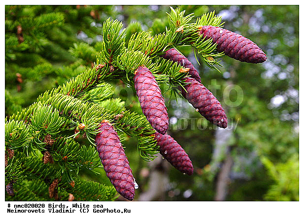 Picea abies, ����� ����, ��������������� ����������� �������� "������", ��������� �������, ���, ��� ������������, ��������, �����, �����, ������ ��������, �����, ���������� ��������, ������������ ��������, ������������ ��������, XYZ, ��������, Pinaceae, ��� �����������