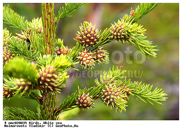 Picea abies, ����� ����, ��������������� ����������� �������� "������", ��������� �������, ���, ��� ������������, ������� �����, ��������, ������ ��������, �����, ���������� ��������, ������������ ��������, ������������ ��������, XYZ, ��������, Pinaceae, ��� �����������
