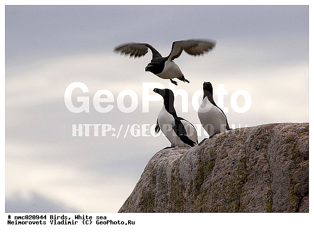 Alca torda, ����� ����, ��������������� ����������� �������� "������", ��������� �������, ����, �������, �������, ����, �����, �����, ��������, ��������, �����, �����, ��������, �����������, ������� �����, ������� �����, XYZ, ����������, Alcidae