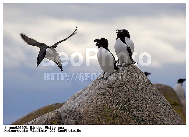 Alca torda, ����� ����, ��������������� ����������� �������� "������", ��������� �������, ����, �������, �������, ����, �����, �����, ��������, ��������, �����, �����, ��������, �����������, ������� �����, ������� �����, XYZ, ����������, Alcidae