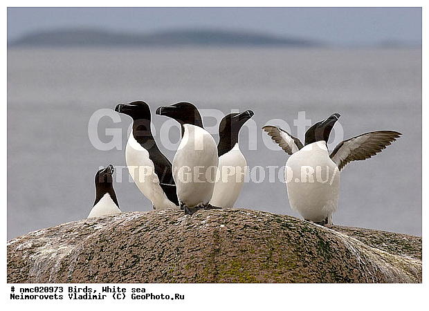 Alca torda, ����� ����, ��������������� ����������� �������� "������", ��������� �������, ����, �������, �������, ����, �����, ��������, ��������, �����, �����, ��������, �����������, ������� �����, ������� �����, XYZ, ����������, Alcidae