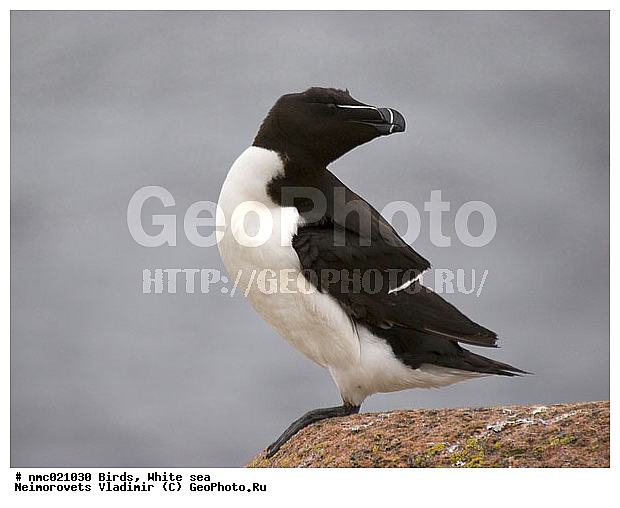 Alca torda, ����� ����, ��������������� ����������� �������� "������", ��������� �������, �������, �����, ��������, ��������, �����, �����, ��������, �����������, ������� �����, ������� �����, XYZ, ����������, Alcidae