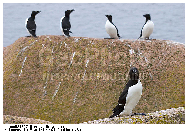 Alca torda, ����� ����, �������, ��������������� ����������� �������� "������", ��������� �������, ��������� ������, ����, �������, ����, �����, �����, ��������, ��������, �����, �����, ��������, �����������, ������� �����, ������� �����, XYZ, ����������, Alcidae