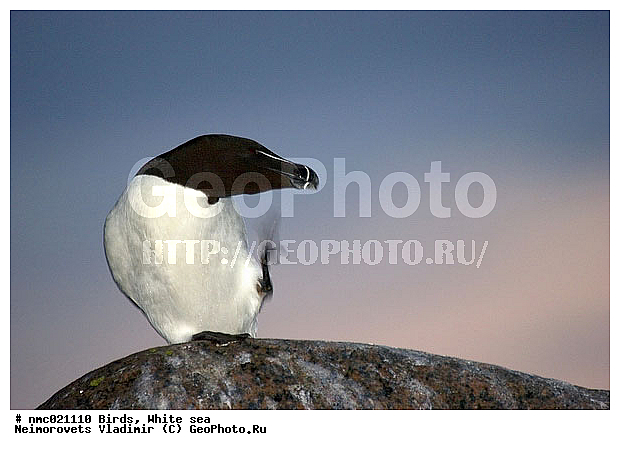 Alca torda, ����� ����, ��������������� ����������� �������� "������", ��������� �������, �������, ����, �����, ��������, ��������, �����, �����, ��������, �����������, ������� �����, ������� �����, XYZ, ����������, Alcidae