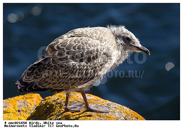 Larus argentatus, ��������� ������, ����� ����, ��������������� ����������� �������� "������", ��������� �������, �����, ������� �����, ������� �����, �����, ����� �����������, �����, �����, ������� �����, ������� �����, XYZ, ��������, Laridae