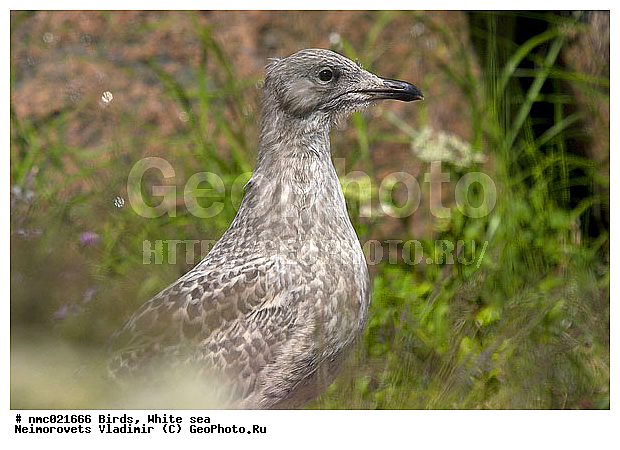 Larus argentatus, ����� ����, ��������������� ����������� �������� "������", ��������� �������, ������� �����, �����, ����������� �����, �����, �����, �����, ������� �����, ������� �����, XYZ, ��������, Laridae