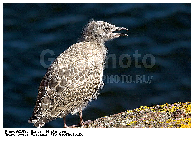 Larus argentatus, ����� ����, ��������������� ����������� �������� "������", ��������� �������, ������� �����, �����, ����������� �����, �����, �����, �����, ������� �����, ������� �����, XYZ, ��������, Laridae