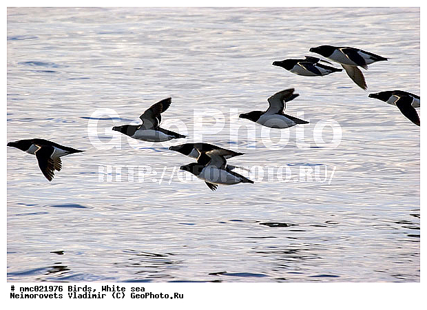 Alca torda, ����� ����, ��������������� ����������� �������� "������", ��������� �������, ����, �������, ����, �����, ����, ��������, ��������, �����, �����, ��������, �����������, ������� �����, ������� �����, XYZ, ����������, Alcidae