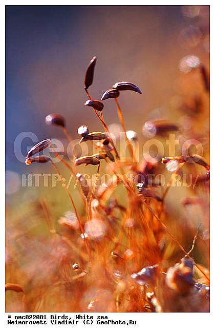 ����� ����, ��������������� ����������� �������� "������", ��������� �������, ���, �eratodon purpureus, ��������� ���������, ��������, ����������� ���������, ������ ��������, �����, ���������� ��������, ������������ ��������, ������������ ��������, XYZ, ����������, ����������, Huperziaceae, ������� ���, ��������� ���������, ��������� ���, Ceratodon purpureus