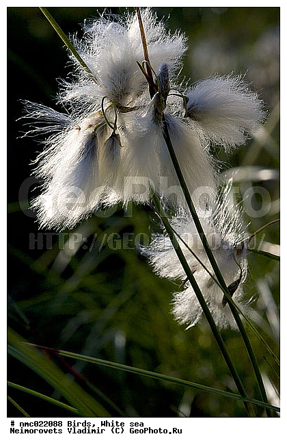 Eriophorum polystachyon, ����� ����, ��������������� ����������� �������� "������", ��������� �������, ������ ���������������, ��������, ������ ��������, �����, ���������� ��������, ������������ ��������, ������������ ��������, ������, �����, XYZ, ��������, �������, Cyperaceae, ������ �����������, ������ ���������������, ������ ���������, Eriophorum angustifolium, Eriophorum polystachion, Eriophorum polystachyon, Eriophorum subarcticum, Eriophorum triste, Scirpus angustifolius