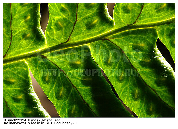 Polypodium vulgare, ����� ����, ��������������� ����������� �������� "������", ��������� �������, ���������� ������������, ����, ����, ������, ����������, ��������, ������ ��������, �����, ���������� ��������, ������������ ��������, ������������ ��������, XYZ, �������������, ������������, Polypodiaceae, Polypodium nipponicum, Polypodium someyae