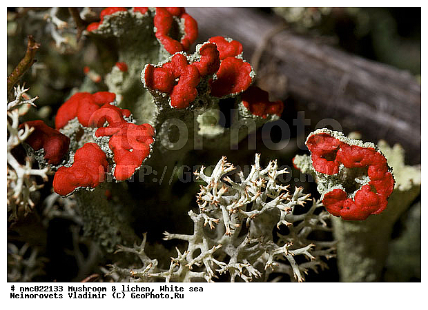 "lichen, Cladonia coccifera, Kuzova Islands, Red pixie cup, Strict Landscape Sanctuary "Kuzova", White sea, apothecia, podecia, thallus