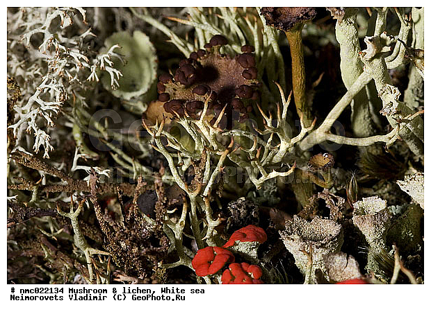 Cladonia deformis, Cladonia elongata, Cladonia furcata, Lichenes, ����� ����, ��������������� ����������� �������� "������", ��������� �������, ���������� ����������, ��������, ���������, ��������, �������, ���������� ����������, ������