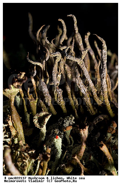 Cladonia furcata, Lichenes, Strict ��������������� ����������� �������� "������", ����� ����, �������� ���������, ��������� �������, ��������, �������, ������