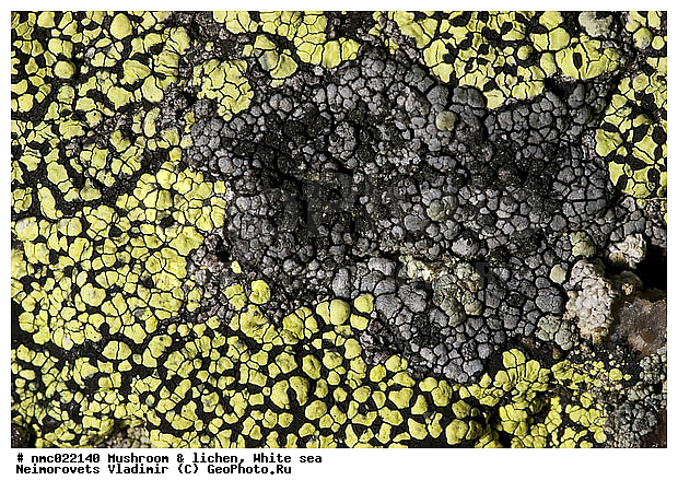 Lichenes, Rhizocarpon geographicum, ����� ����, ��������������� ����������� �������� "������", ��������� �������, ���������� ��������������, ��������, ��������, �������� ��������, ������