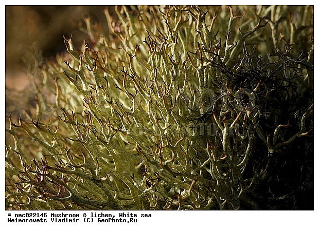 Cladonia furcata, Lichenes, Strict ��������������� ����������� �������� "������", ����� ����, �������� ���������, ��������� �������, ��������, �������, ������