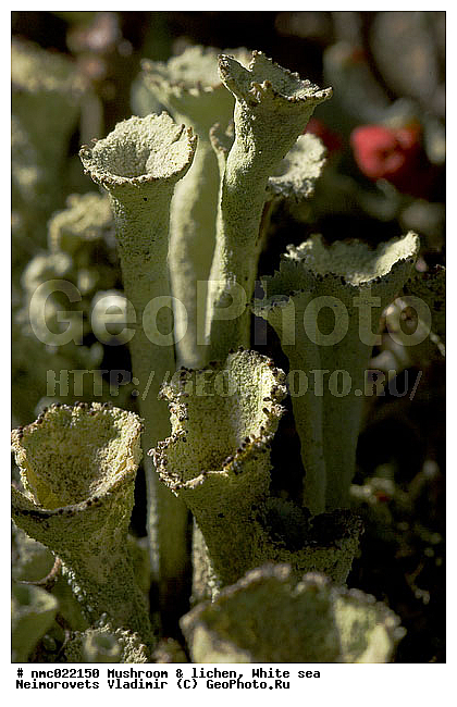 Cladonia deformis, Lichenes, ����� ����, ��������������� ����������� �������� "������", �������� ������������, ��������� �������, ��������, ��������, ������