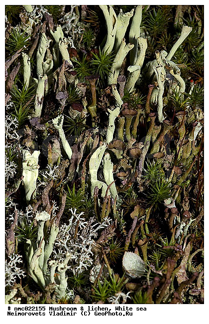 Cladonia deformis, Cladonia elongata, Lichenes, lichen, ����� ����, ��������������� ����������� �������� "������", ��������� �������, ��������, ��������, ���������, �������, ���������� ����������, ������