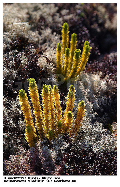 Huperzia selago, ������� ������������, ����� ����, ��������������� ����������� �������� "������", ��������� �������, ��������, �����, ��������, ������ ��������, �����, ���������� ��������, ������������ ��������, ������������ ��������, XYZ, ����������, ����������, Huperziaceae, ������� ������������, ����� �������, �����-�������, Huperzia selago, Mirmau selago, Urostachys selago, Lycopodium abietiforme, Lycopodium densum, Lycopodium selago, Selago vulgaris