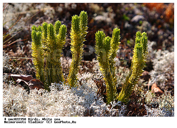 Huperzia selago, ������� ������������, ����� ����, ��������������� ����������� �������� "������", ��������� �������, ��������, �����, ��������, ������ ��������, �����, ���������� ��������, ������������ ��������, ������������ ��������, XYZ, ����������, ����������, Huperziaceae, ������� ������������, ����� �������, �����-�������, Huperzia selago, Mirmau selago, Urostachys selago, Lycopodium abietiforme, Lycopodium densum, Lycopodium selago, Selago vulgaris