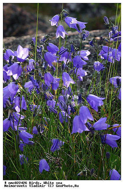 Campanula rotundifolia, ����� ����, ��������������� ����������� �������� "������", ����������� �������������, ��������� �������, ��������, ������, ������, ������ ��������, �����, ���������� ��������, ������������ ��������, ������������ ��������, ������, �����, XYZ, ���������������, Campanulaceae, ����������� ������������, ����������� ����������, Campanula rotundifolia, Campanula giesekiana, Campanula groenlandica, Campanula langsdorffiana, ������ ��������, �����, ���������� ��������, ������������ ��������, ������������ ��������, ������, �����, XYZ, ���������������, Campanulaceae, ����������� ������������, ����������� ����������, Campanula rotundifolia, Campanula giesekiana, Campanula groenlandica, Campanula langsdorffiana