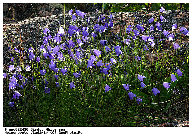 Campanula rotundifolia, ����� ����, ��������������� ����������� �������� "������", ����������� �������������, ��������� �������, ��������, ������, ������, ������ ��������, �����, ���������� ��������, ������������ ��������, ������������ ��������, ������, �����, XYZ, ���������������, Campanulaceae, ����������� ������������, ����������� ����������, Campanula rotundifolia, Campanula giesekiana, Campanula groenlandica, Campanula langsdorffiana, ������ ��������, �����, ���������� ��������, ������������ ��������, ������������ ��������, ������, �����, XYZ, ���������������, Campanulaceae, ����������� ������������, ����������� ����������, Campanula rotundifolia, Campanula giesekiana, Campanula groenlandica, Campanula langsdorffiana