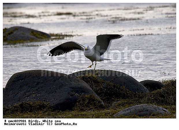 Larus argentatus, ����� ����, ��������������� ����������� �������� "������", ��������� �������, ������, ����, ����, �����, �����, ����������� �����, �����, �����, �����, ������� �����, ������� �����, XYZ, ��������, Laridae