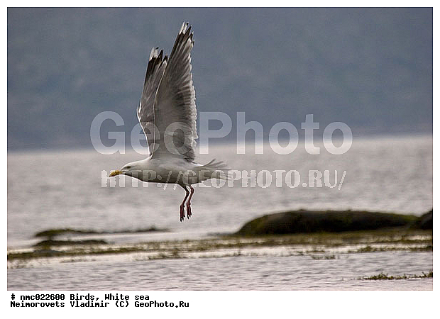 Larus argentatus, sea, ����� ����, ��������������� ����������� �������� "������", ��������� �������, ��������� ������, ����, ������� �����, �����, �����, �����, ����� �����������, �����, �����, ������� �����, ������� �����, XYZ, ��������, Laridae