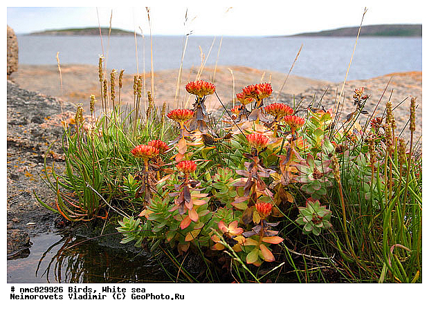 ����� ����, ��������������� ����������� �������� "������", ��������� �������, ������� �������, ������� ������, �������� ���������, ��������, ������� ������, ������ ��������, �����, ���������� ��������, ������������ ��������, ������������ ��������, ������, �����, XYZ, ������������, Crassulaceae, ������� �������, ������� �����������, ������� ��������, ������� ������, ������� ������, Rhodiola rosea