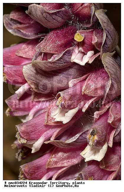 Lathraea squamaria, ������������� ����, ������ ���������, ������ ����� ����������, ��������, ������, ������ ��������, �����, ���������� ��������, ������������ ��������, ������������ ��������, ������, �����, XYZ, ������������, �����������, Scrophulariaceae, Orobanchaceae, ���������� ������ �����, ������ ����� ������������, ������������ ������ �����, �������� ��������