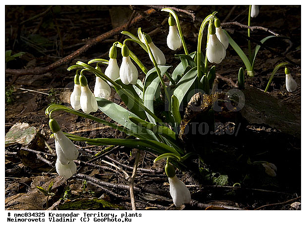 ������������� ����, �����-���, �����-���, ��������, �������� ���������� �������� Galanthus woronowii, ������, ������, ������ ��������, �����, ���������� ��������, ������������ ��������, ������������ ��������, ������, �����, XYZ, �������������, Amaryllidaceae, ���������� ����������, Galanthus ikariae
