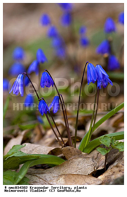 Scilla siberica, ������������� ����, �������� ���������, �����-���, �����-���, ��������, ��������, ������, ������, ������ ��������, �����, ���������� ��������, ������������ ��������, ������������ ��������, ������, �����, XYZ, �����������, Hyacinthaaceae, ���������, Asparagaceae, Scilla mordakiae, Hyacinthaceae