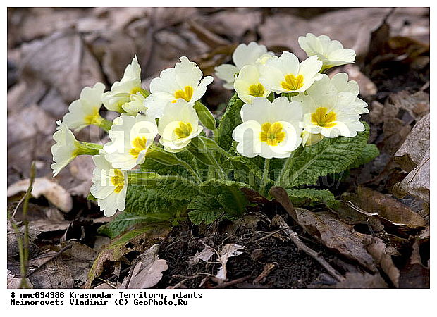 ������������� ����, ��������� ������������ Primula vulgaris, �����-���, �����-���, ��������, ��������, ������, ������, ������ ��������, �����, ���������� ��������, ������������ ��������, ������������ ��������, ������, �����, XYZ, ������������, ����������, Primulaceae, ��������� �������������, ������� �������������, ������� ������������, ��������� ������������, Primula acaulis, Primula vulgaris