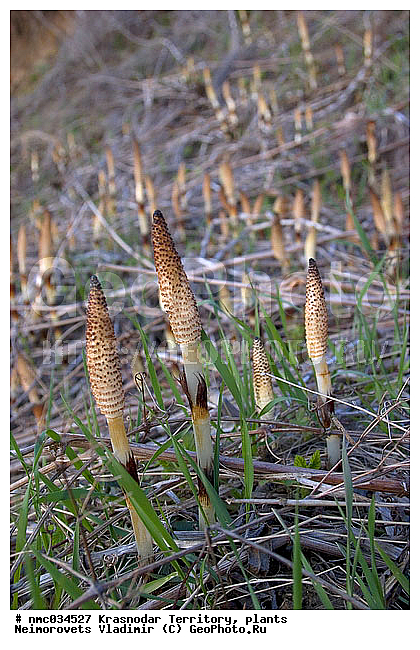 Equisetum telmateia, ������������� ����, ��������, ��������, ����������� �����, ���� �������, �����, ���������� ��������, ������������ ��������, ������������ ��������, ������, �����, XYZ, ��������, ���� ����������, Equisetum telmateia, Equisetum majus, Equisetum maximum